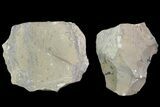 Lot: Unprepared Trilobites From Morocco (Zlichovaspis, Reedops?) #101607-14